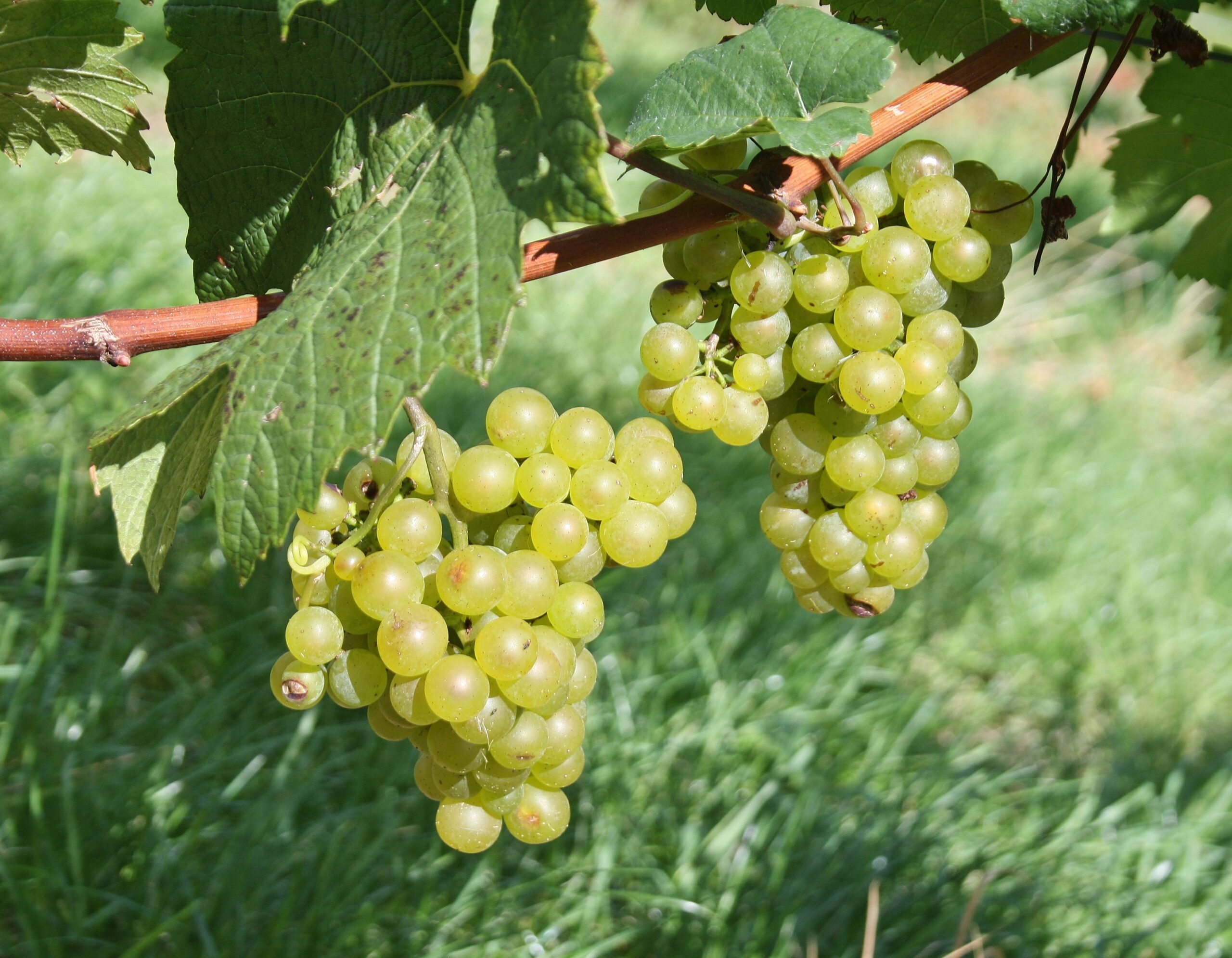 Witte wijnen Steiermark